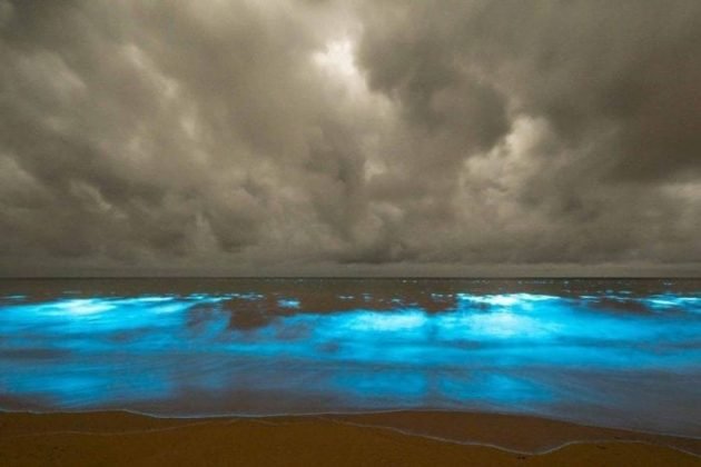 The Mystery of the Blue Glow in Tasmanian Shores Photo 1