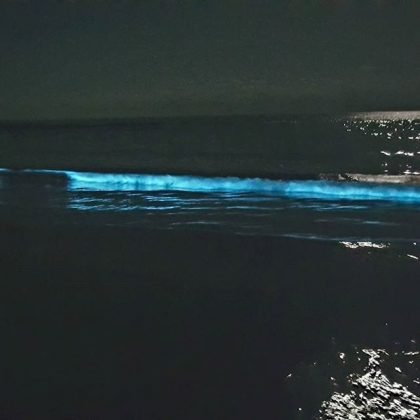 The Mystery of the Blue Glow in Tasmanian Shores Photo 3