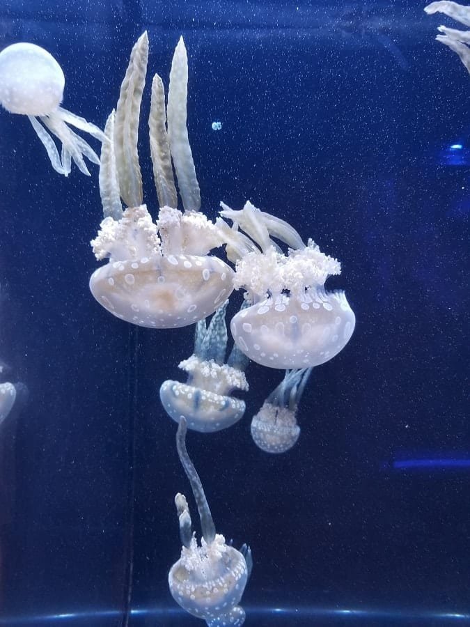 Museum of Science - Jellyfish Aquarium